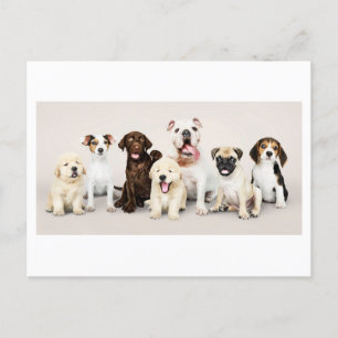 Carte Postale Photo adorable Chiots mignons