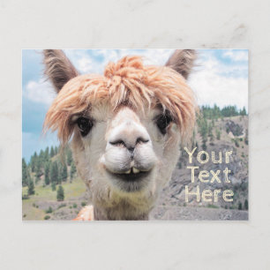 Carte Postale Photo Alpaca mignonne et souriante