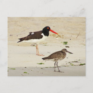 Carte Postale Photo American Oystercatchers