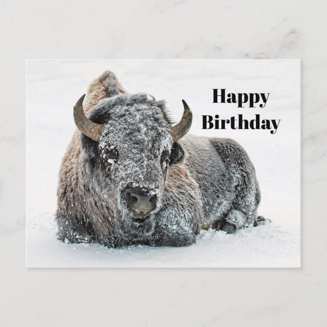 Carte Postale Photo Anniversaire Faune Taureau Neige (Devant)