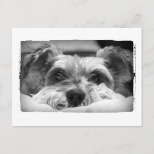 Carte Postale photo aza noir et blanc