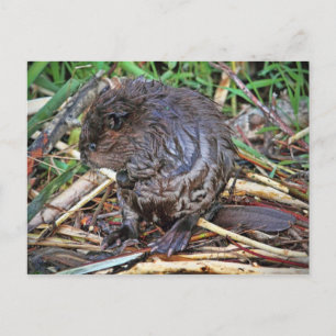 Carte Postale Photo Baby Beaver