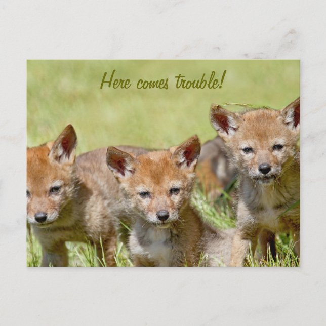 Carte Postale Photo Baby Coyotes (Devant)