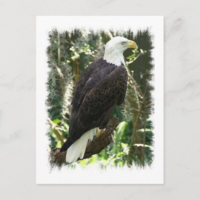 Carte postale photo Bald Eagle (Devant)