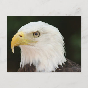 Carte postale photo Bald Eagle