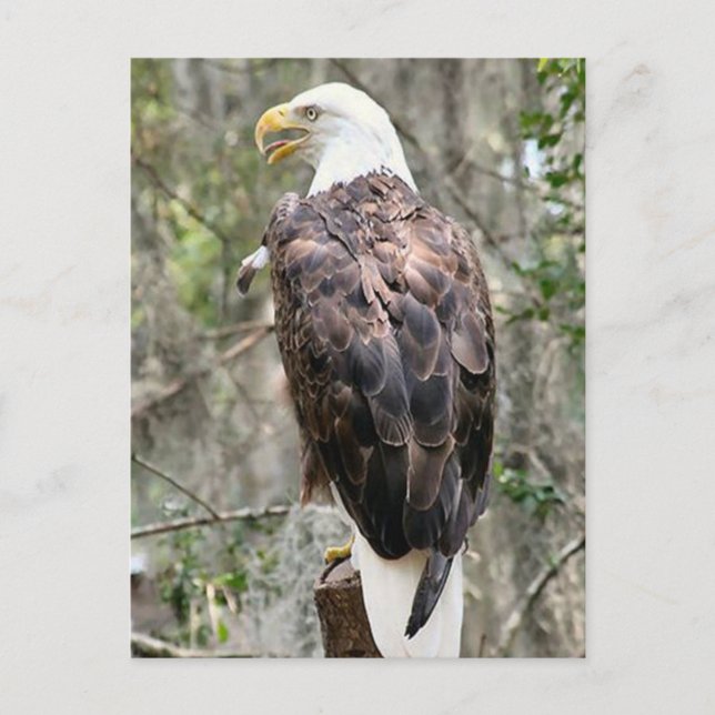 Carte postale photo Bald Eagle (Devant)