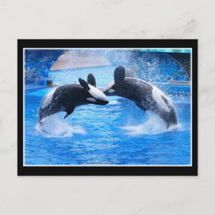 Carte postale Photo Baleine
