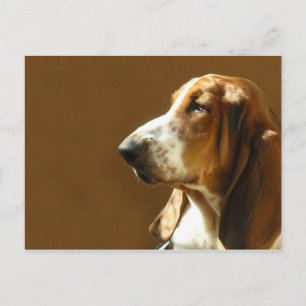 Carte postale photo Basset Hound