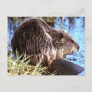 Carte Postale Photo Beaver