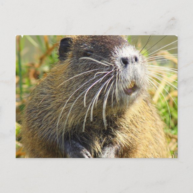 Carte postale Photo Beaver (Devant)