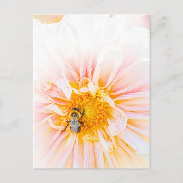 Carte postale photo Bee on a Pink Dahlia (Devant)