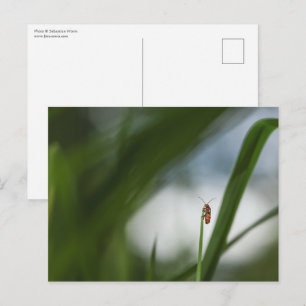 Carte postale photo Beetle Nature