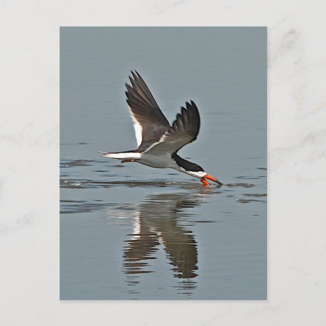 Carte Postale Photo Black Skimmer (Devant)