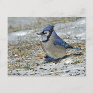 Carte Postale Photo Blue Jay