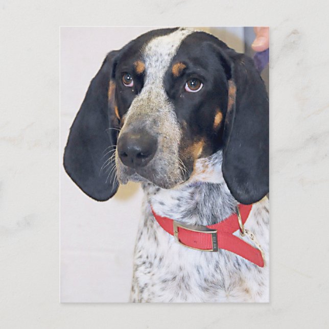 Carte Postale Photo Bluetick Coonhound (Devant)