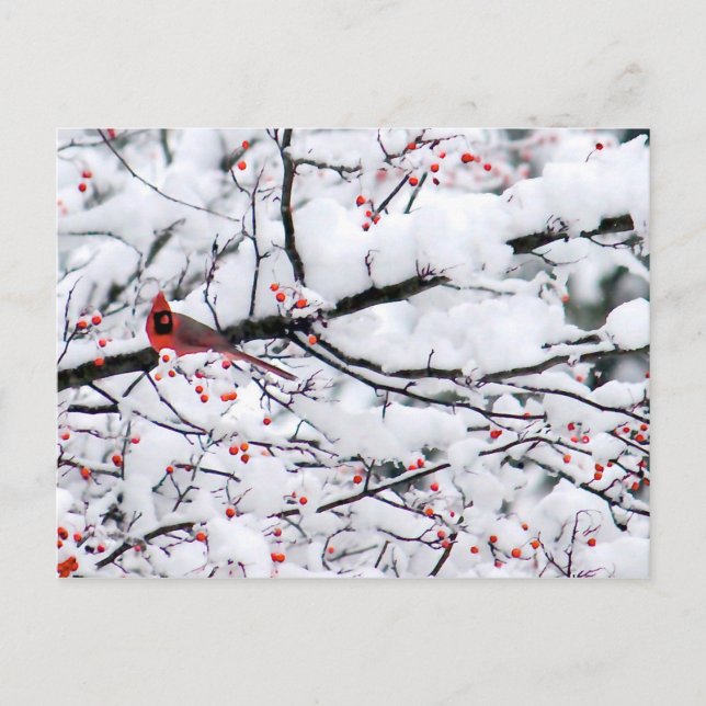 Carte Postale Photo Cardinal Arbre à Neige (Devant)