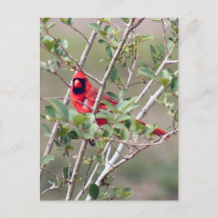 Carte postale Photo Cardinal Homme