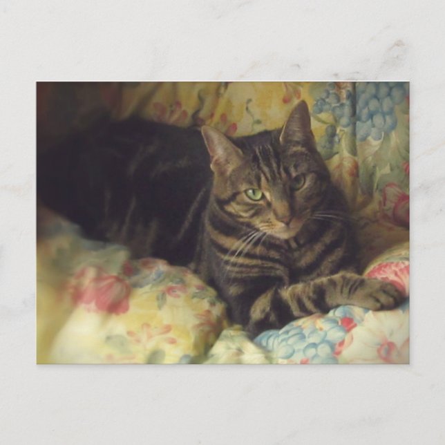 Carte postale photo Cat Fine Art (Devant)