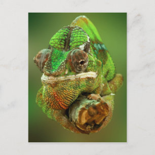 Carte Postale Photo Chameleon