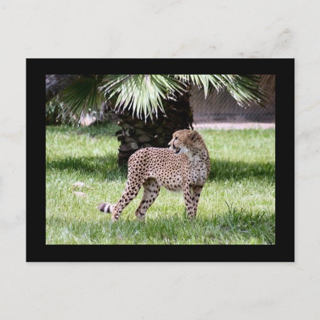Carte postale photo Cheetah (Devant)