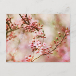 Carte Postale Photo Cherry Blossoms