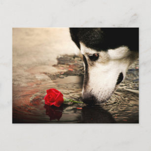 Carte postale photo Chien et Rose Rouge