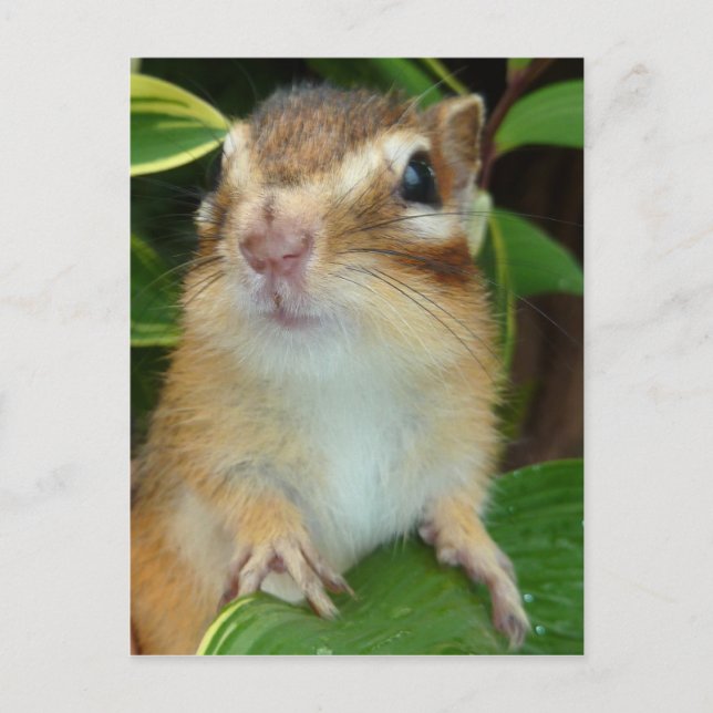 Carte Postale Photo Chipmunk (20-2) (Devant)