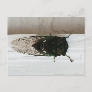 Carte Postale Photo Cicada