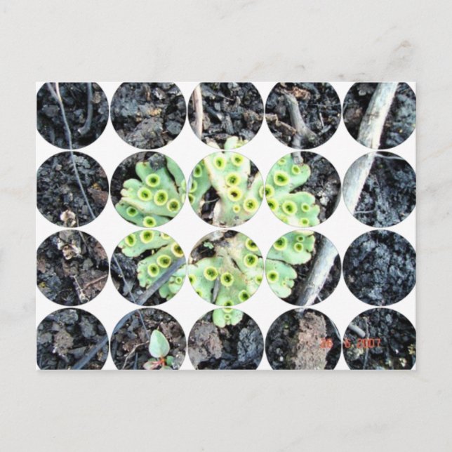 Carte postale photo circulaire (Devant)