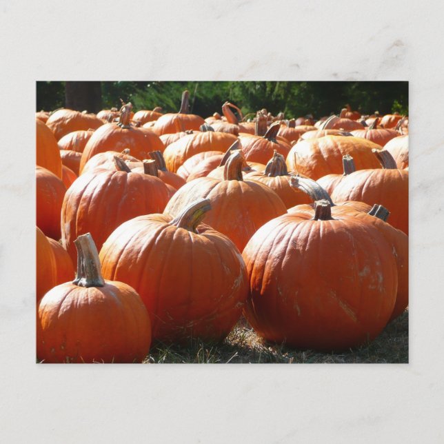 Carte Postale Photo citrouille pour automne, Halloween ou Thanks (Devant)