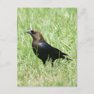 Carte Postale Photo Colibri à tête Brown