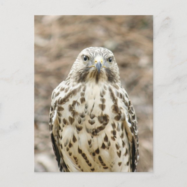 Carte postale Photo Coopers Hawk (Devant)