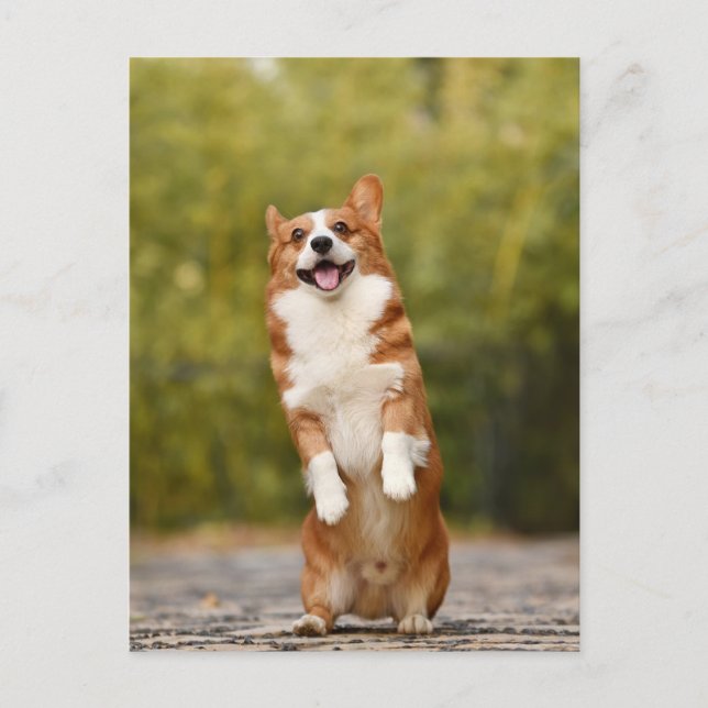 Carte postale Photo Corgi souriante (Devant)