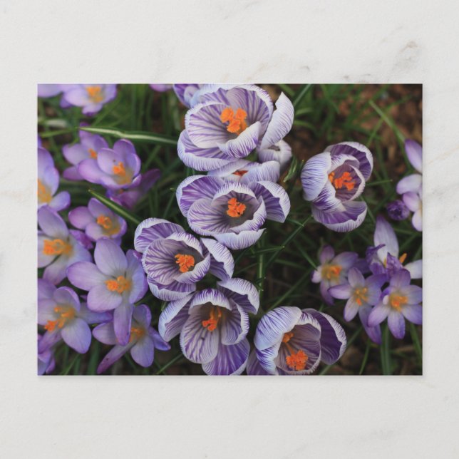 Carte Postale Photo Crocus violet et blanc (Devant)