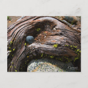 Carte postale photo Currents