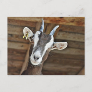 Carte Postale Photo Cute Brown et White Goat