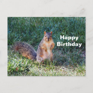 Carte Postale Photo Cute Squirrel Anniversaire