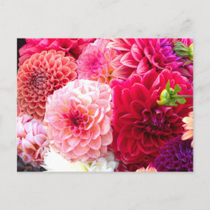 Carte postale photo Dahlias rose et rouge