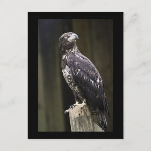 Carte postale photo d'aigle royal