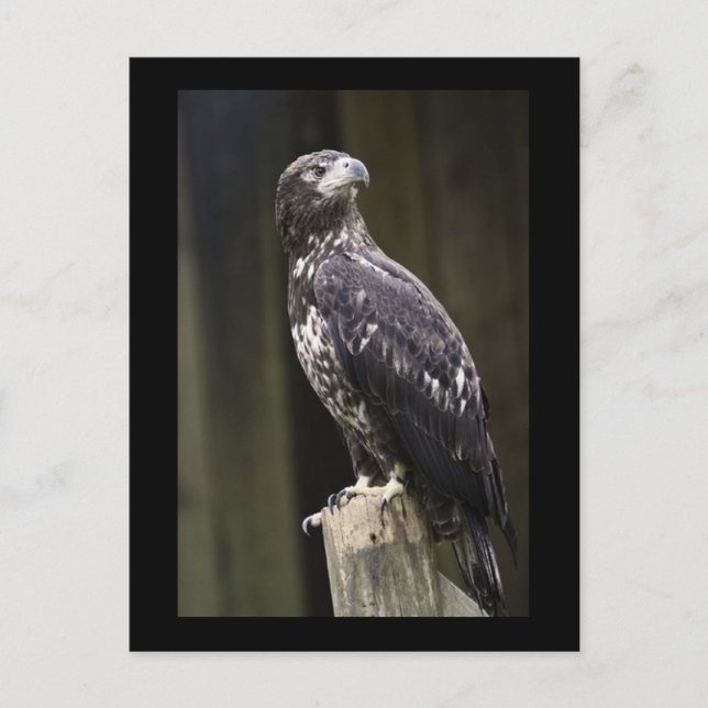 Carte postale photo d'aigle royal (Devant)