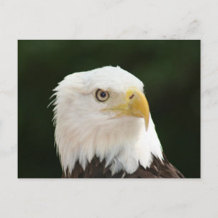Carte postale photo d'aigle royal