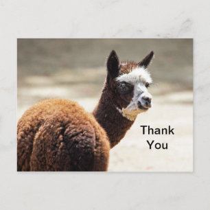 Carte Postale Photo d'alpaca marron et blanc Merci