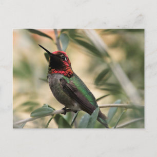 Carte Postale Photo d'Anna's Hummingbird