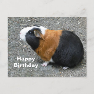 Carte Postale Photo d'anniversaire de cochon d'Inde