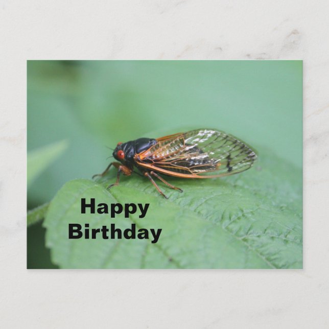 Carte Postale Photo d'anniversaire de la cigale (Devant)