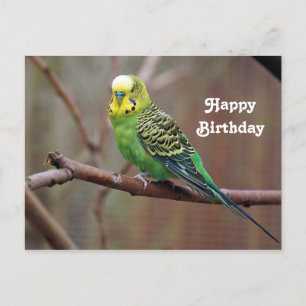Carte Postale Photo d'anniversaire de la perruche verte jolie