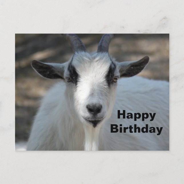 Carte Postale Photo d'anniversaire de portrait de chèvre blanche (Devant)