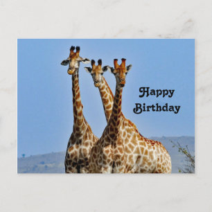 Carte Postale Photo d'anniversaire de troupeau de girafes sauvag
