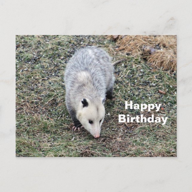 Carte Postale Photo d'anniversaire d'opossum (Devant)