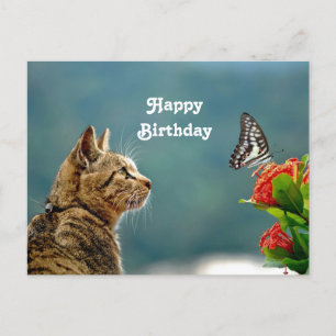Carte Postale Photo d'anniversaire papillon de chat tabby mignon